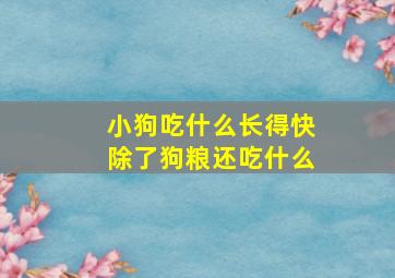 小狗吃什么长得快除了狗粮还吃什么