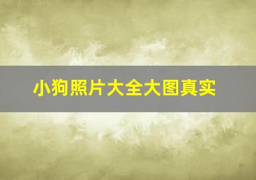 小狗照片大全大图真实