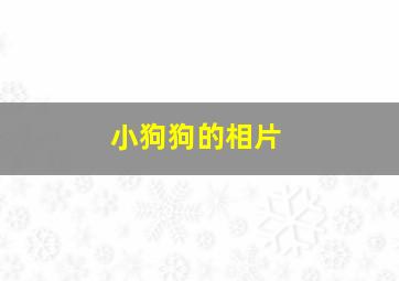 小狗狗的相片