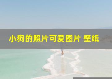 小狗的照片可爱图片 壁纸