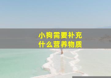 小狗需要补充什么营养物质