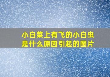 小白菜上有飞的小白虫是什么原因引起的图片