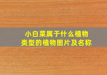 小白菜属于什么植物类型的植物图片及名称