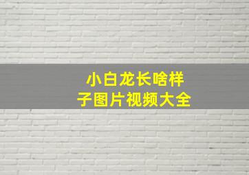 小白龙长啥样子图片视频大全