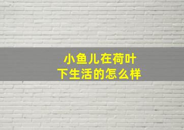 小鱼儿在荷叶下生活的怎么样