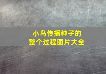 小鸟传播种子的整个过程图片大全