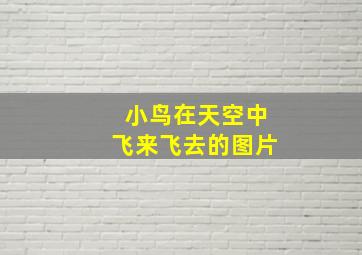 小鸟在天空中飞来飞去的图片