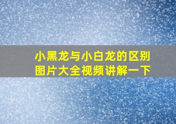 小黑龙与小白龙的区别图片大全视频讲解一下