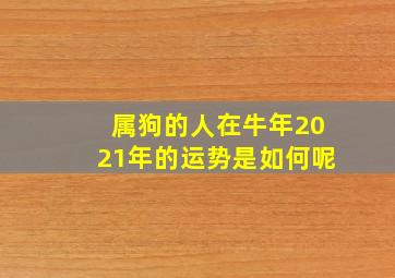 属狗的人在牛年2021年的运势是如何呢