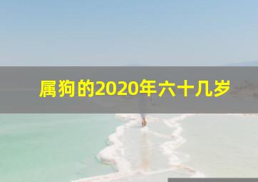 属狗的2020年六十几岁