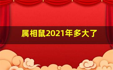 属相鼠2021年多大了