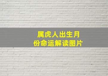 属虎人出生月份命运解读图片