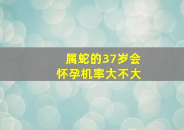 属蛇的37岁会怀孕机率大不大