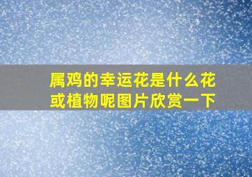 属鸡的幸运花是什么花或植物呢图片欣赏一下