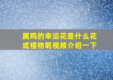 属鸡的幸运花是什么花或植物呢视频介绍一下