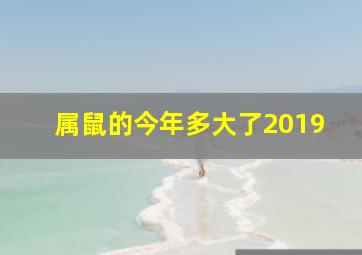 属鼠的今年多大了2019