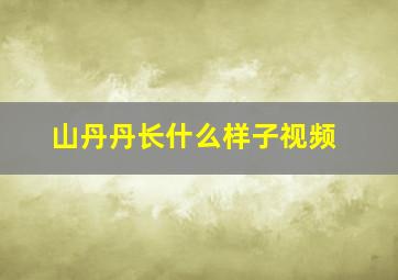 山丹丹长什么样子视频