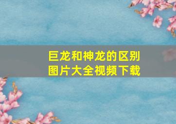 巨龙和神龙的区别图片大全视频下载