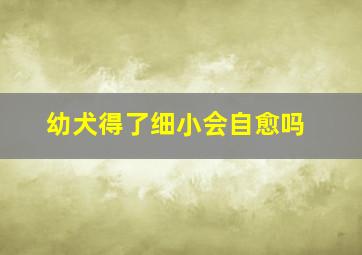 幼犬得了细小会自愈吗