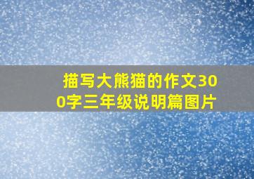 描写大熊猫的作文300字三年级说明篇图片