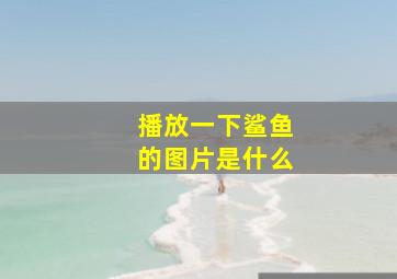 播放一下鲨鱼的图片是什么