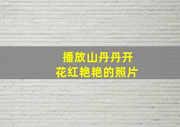 播放山丹丹开花红艳艳的照片