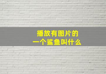 播放有图片的一个鲨鱼叫什么