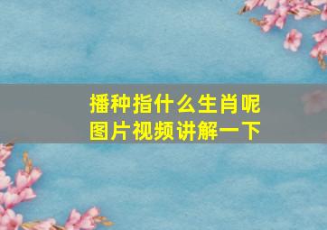 播种指什么生肖呢图片视频讲解一下