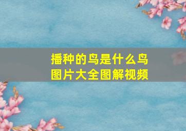 播种的鸟是什么鸟图片大全图解视频