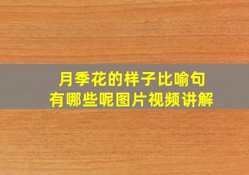 月季花的样子比喻句有哪些呢图片视频讲解