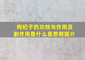 枸杞子的功效与作用及副作用是什么意思啊图片