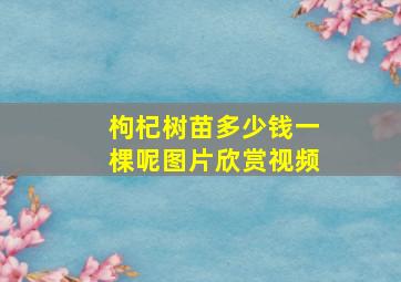 枸杞树苗多少钱一棵呢图片欣赏视频