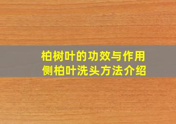 柏树叶的功效与作用 侧柏叶洗头方法介绍