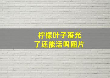 柠檬叶子落光了还能活吗图片