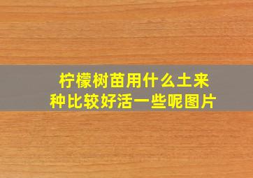 柠檬树苗用什么土来种比较好活一些呢图片