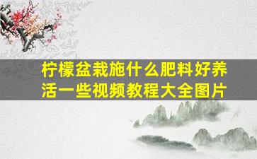 柠檬盆栽施什么肥料好养活一些视频教程大全图片