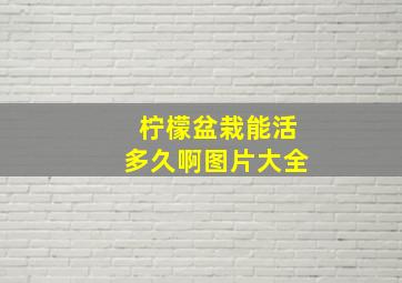 柠檬盆栽能活多久啊图片大全