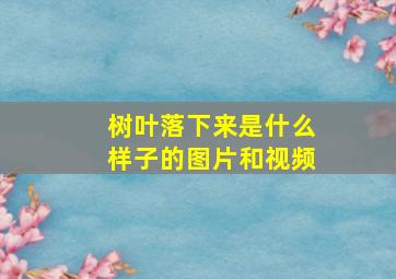 树叶落下来是什么样子的图片和视频