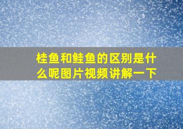 桂鱼和鲑鱼的区别是什么呢图片视频讲解一下