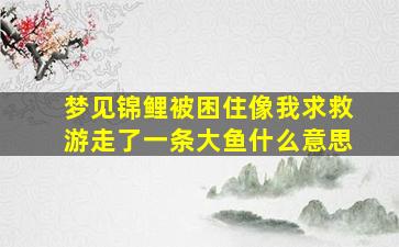 梦见锦鲤被困住像我求救游走了一条大鱼什么意思