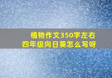 植物作文350字左右四年级向日葵怎么写呀