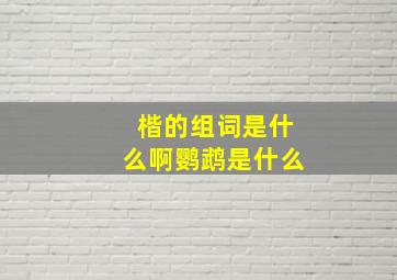 楷的组词是什么啊鹦鹉是什么