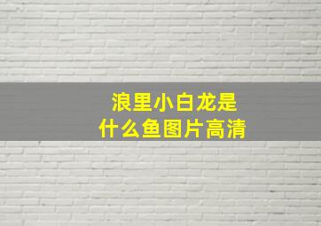 浪里小白龙是什么鱼图片高清