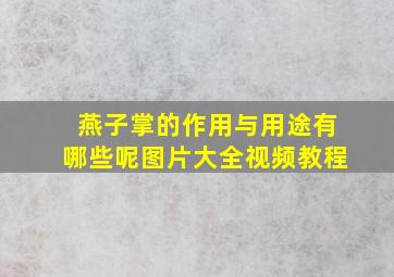 燕子掌的作用与用途有哪些呢图片大全视频教程