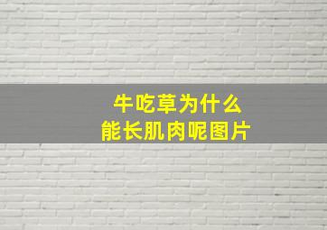 牛吃草为什么能长肌肉呢图片