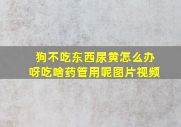 狗不吃东西尿黄怎么办呀吃啥药管用呢图片视频