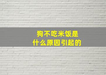 狗不吃米饭是什么原因引起的