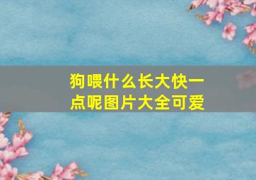 狗喂什么长大快一点呢图片大全可爱