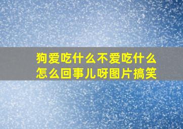 狗爱吃什么不爱吃什么怎么回事儿呀图片搞笑