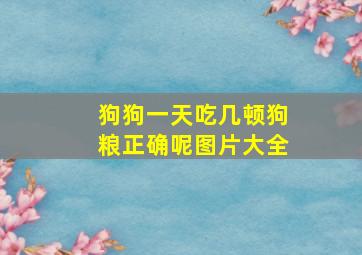 狗狗一天吃几顿狗粮正确呢图片大全